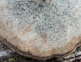 Ganoderma lobatum image