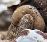 Ganoderma lobatum image