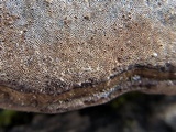 Ganoderma lobatum image