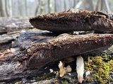 Ganoderma lobatum image