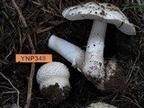 Amanita muscaria var. alba image