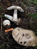 Amanita muscaria var. alba image