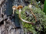 Conocybe rugosa image