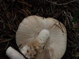 Amanita muscaria var. alba image