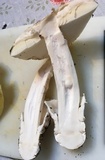 Amanita vernicoccora image