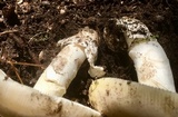 Amanita vernicoccora image