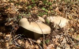 Amanita vernicoccora image