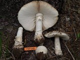 Amanita muscaria var. alba image