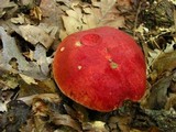 Boletus roodyi image