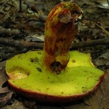 Boletus roodyi image