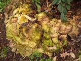Meripilus giganteus image