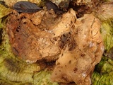 Meripilus giganteus image