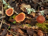 Gymnopus brassicolens var. brassicolens image
