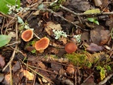 Gymnopus brassicolens var. brassicolens image