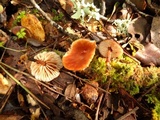 Gymnopus brassicolens var. brassicolens image