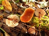 Gymnopus brassicolens var. brassicolens image
