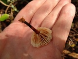 Gymnopus brassicolens var. brassicolens image