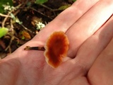 Gymnopus brassicolens var. brassicolens image