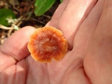 Gymnopus brassicolens var. brassicolens image