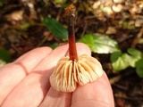 Gymnopus brassicolens var. brassicolens image