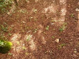 Geastrum triplex image
