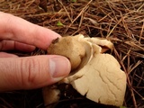Geastrum triplex image