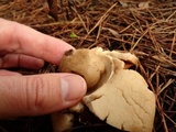 Geastrum triplex image