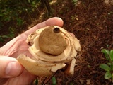 Geastrum triplex image