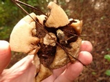Geastrum triplex image