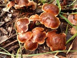 Gymnopus brassicolens var. brassicolens image
