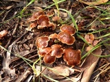 Gymnopus brassicolens var. brassicolens image