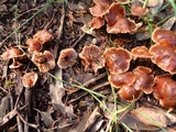 Gymnopus brassicolens var. brassicolens image
