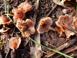 Gymnopus brassicolens var. brassicolens image