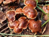 Gymnopus brassicolens var. brassicolens image