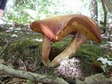 Xanthoconium purpureum image