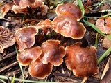 Gymnopus brassicolens var. brassicolens image