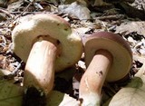 Xanthoconium purpureum image