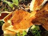 Tapinella panuoides image