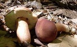 Xanthoconium purpureum image