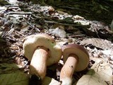 Xanthoconium purpureum image