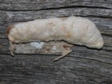 Oligoporus leucospongia image