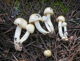 Hygrophorus chrysodon image
