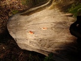 Earliella scabrosa image
