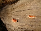 Earliella scabrosa image