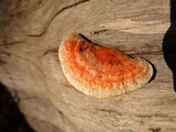 Earliella scabrosa image