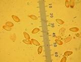 Hygrophorus chrysodon image