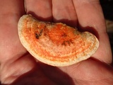Earliella scabrosa image