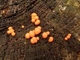 Lycogala epidendrum image