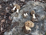 Morchella americana image