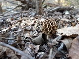 Morchella americana image